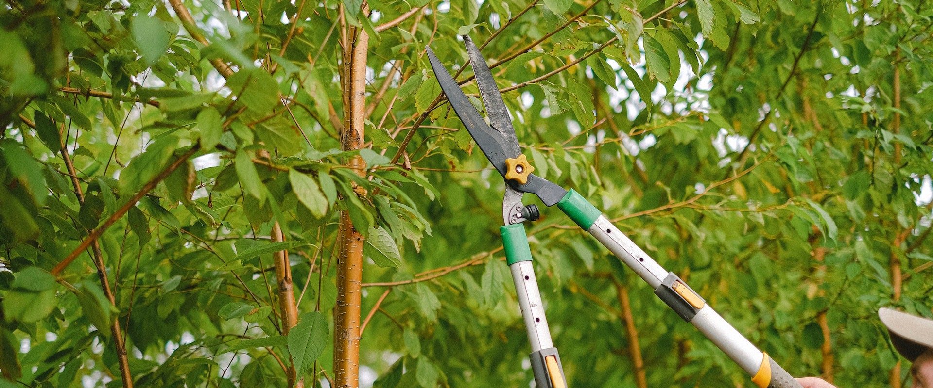 Professional Tree Services Vs. DIY: Ensuring Optimal Landscaping Tree Care In Cedar Park