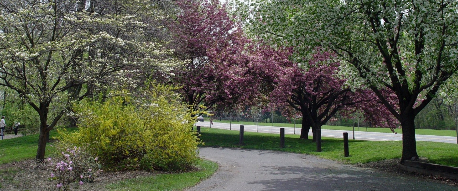 What is a good landscape tree?