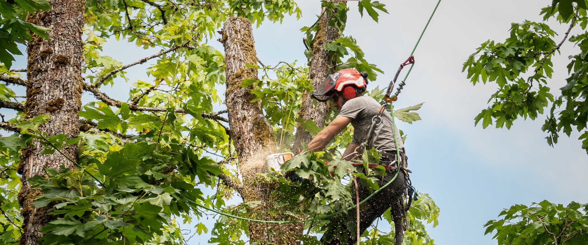 What is a tree trimmer called?