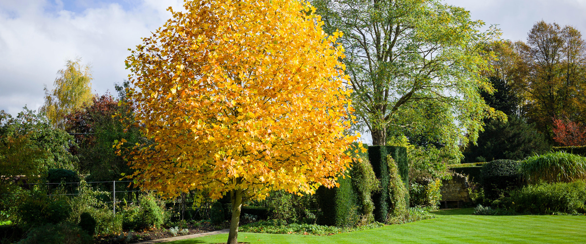 What is the fastest growing tree for a backyard?