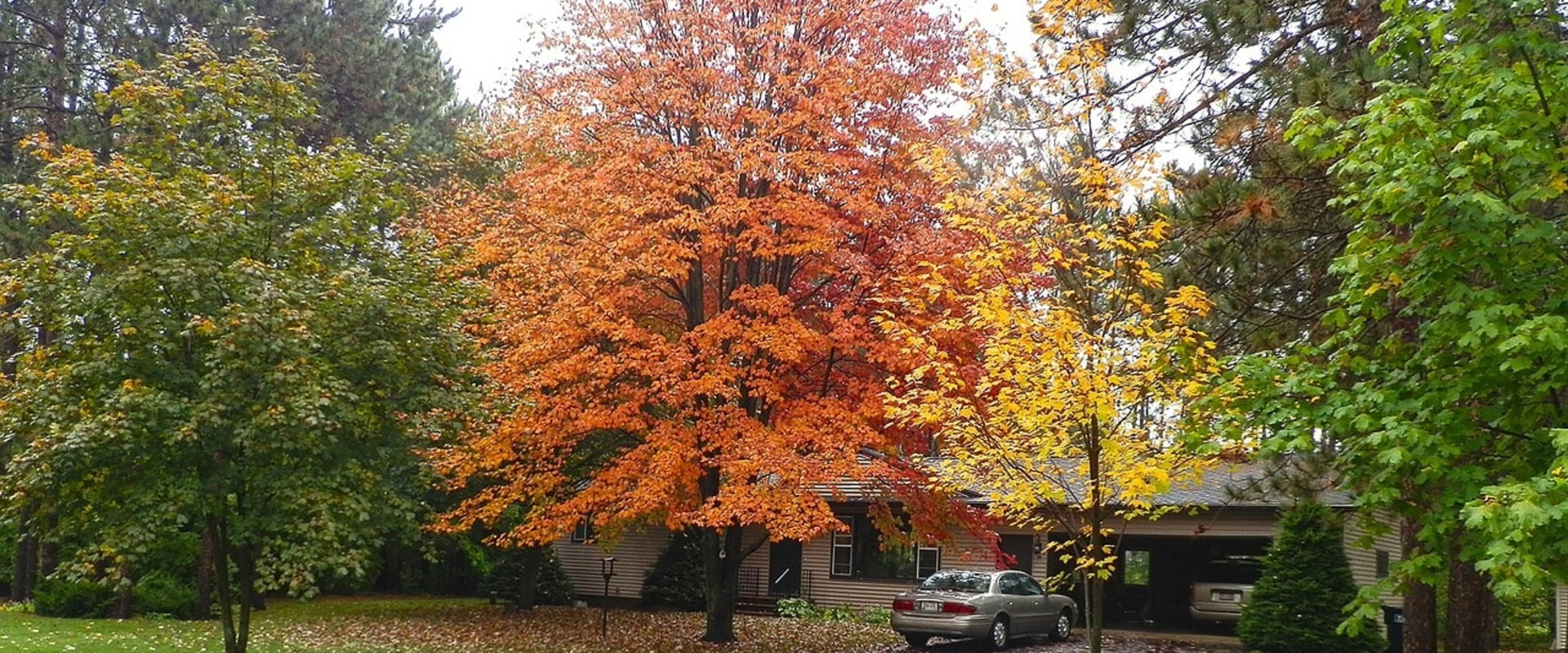 How do i choose which tree to plant?