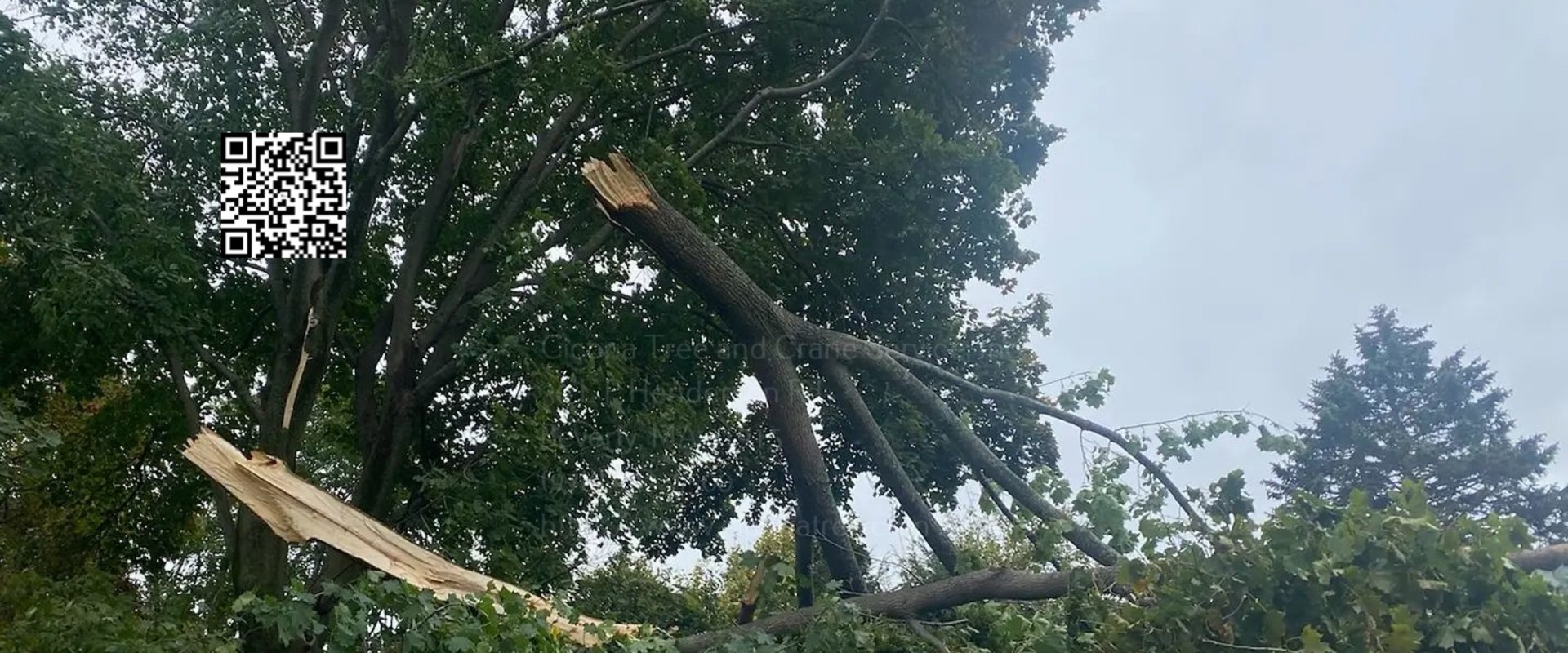 Can landscapers remove trees?