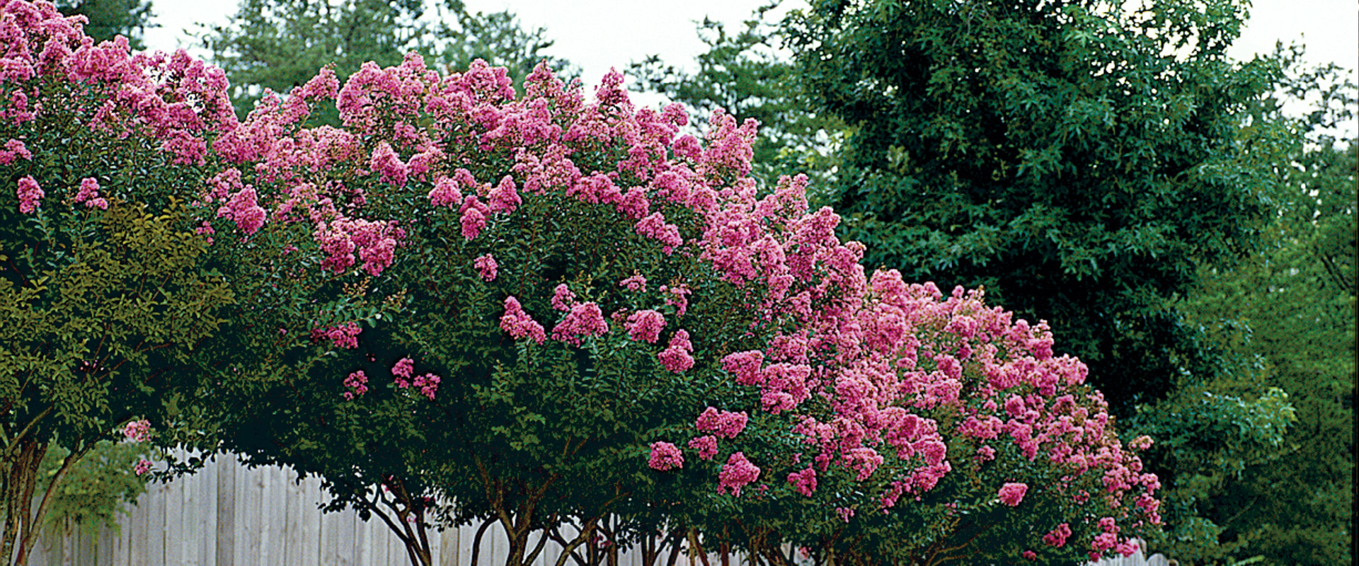 What is the best tree to plant in the backyard?