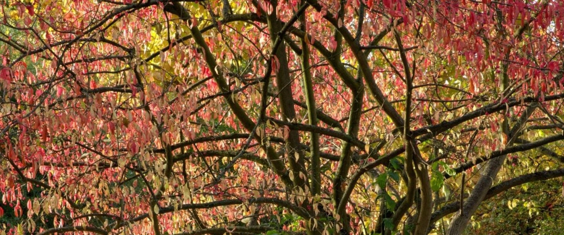 What trees are best for all year-round?