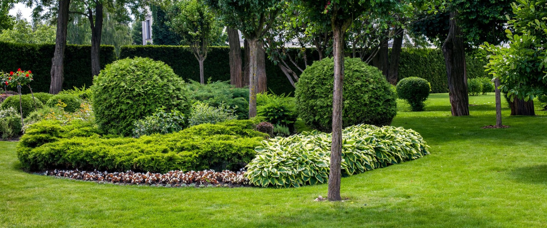 How Trees Contribute to Sustainable Landscaping