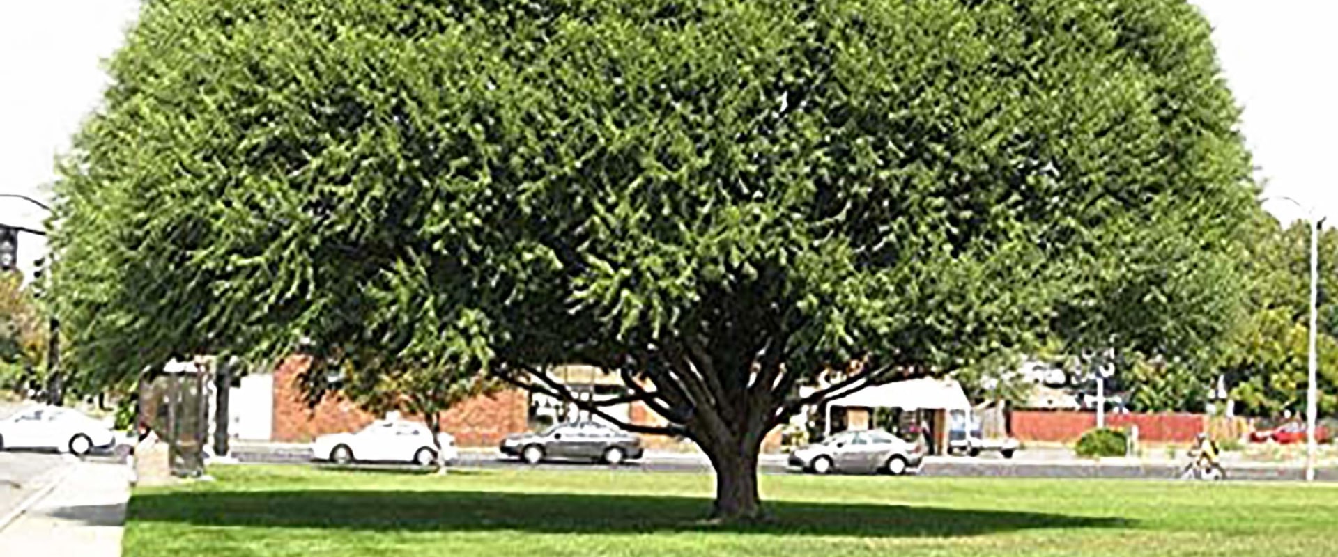 What is the fastest growing tree for privacy?