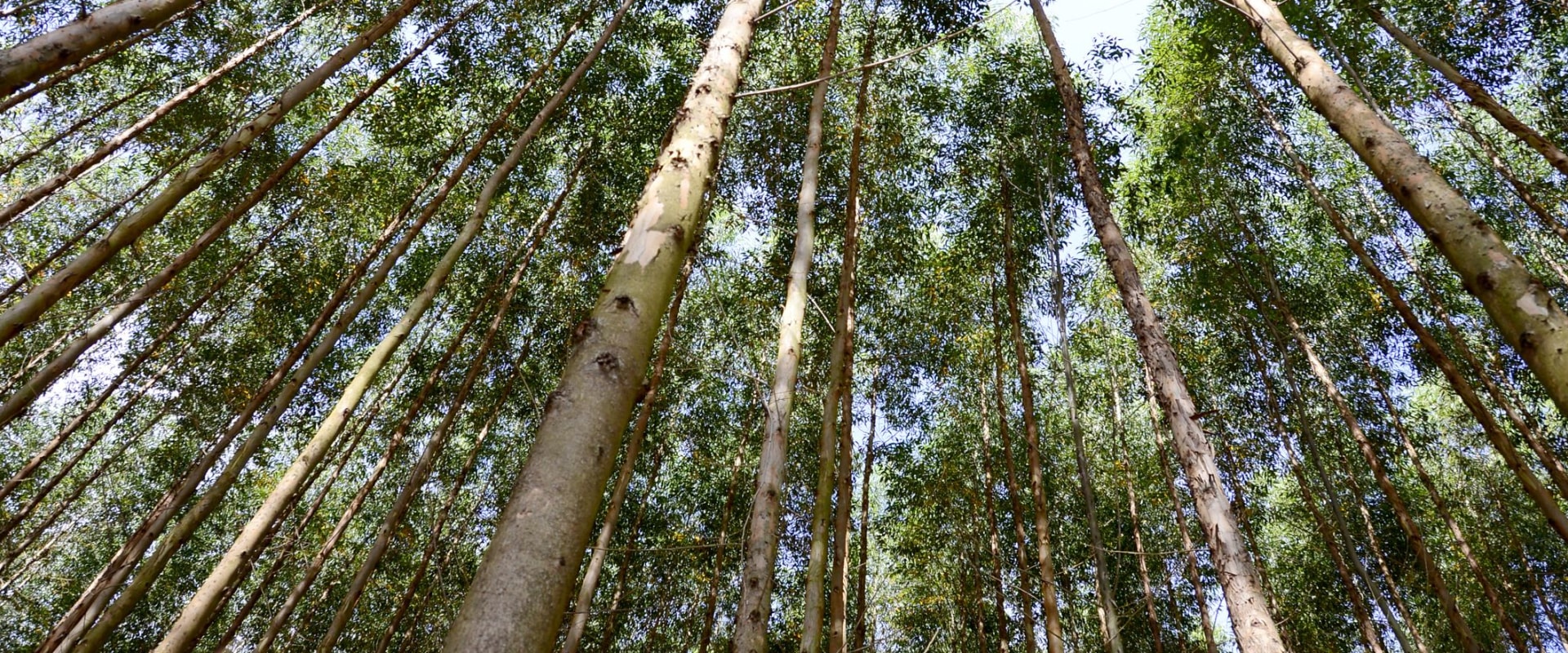 What tree has the fastest growth rate?