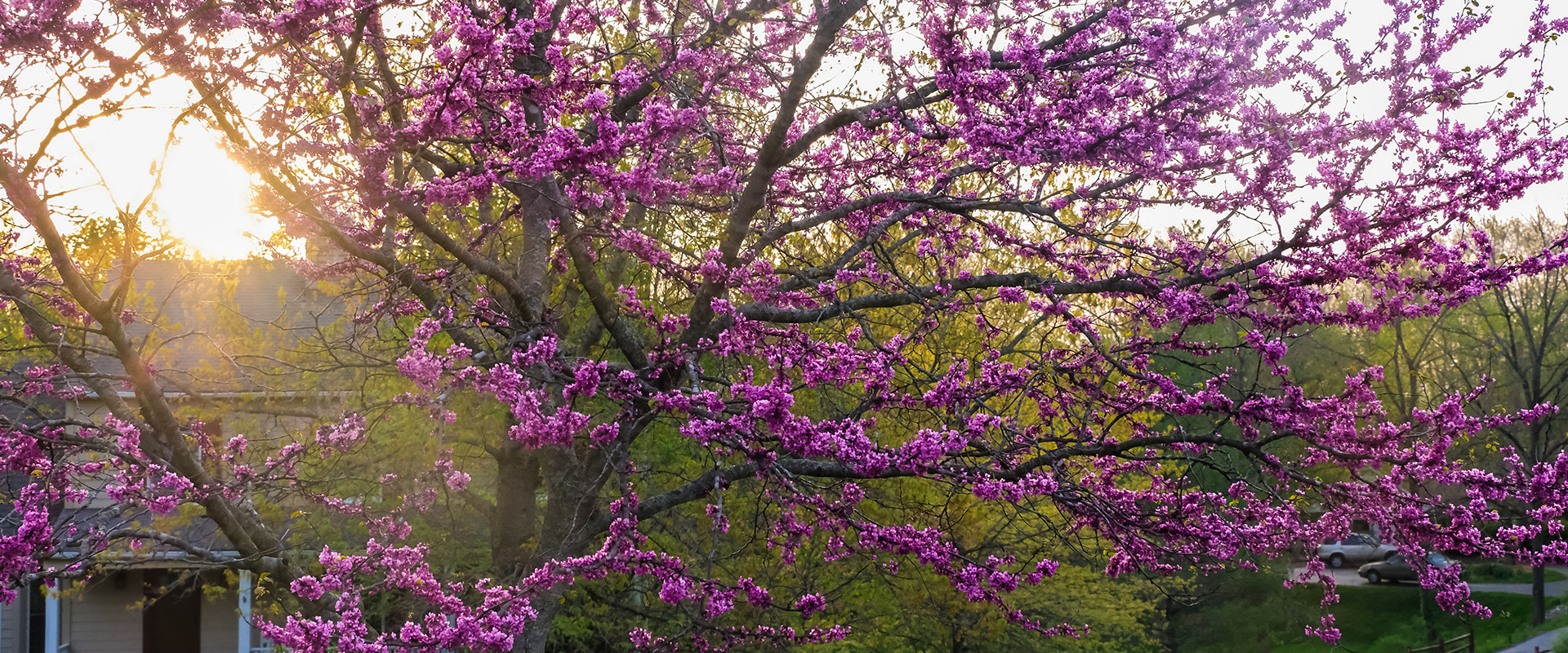 What is the best tree for front yard?