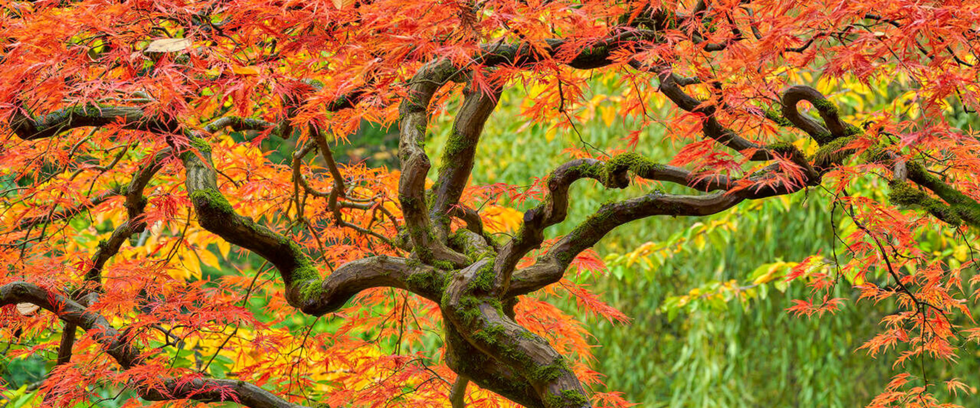 The Art Of Tree Placement: Elevating Your Portland Landscape Design