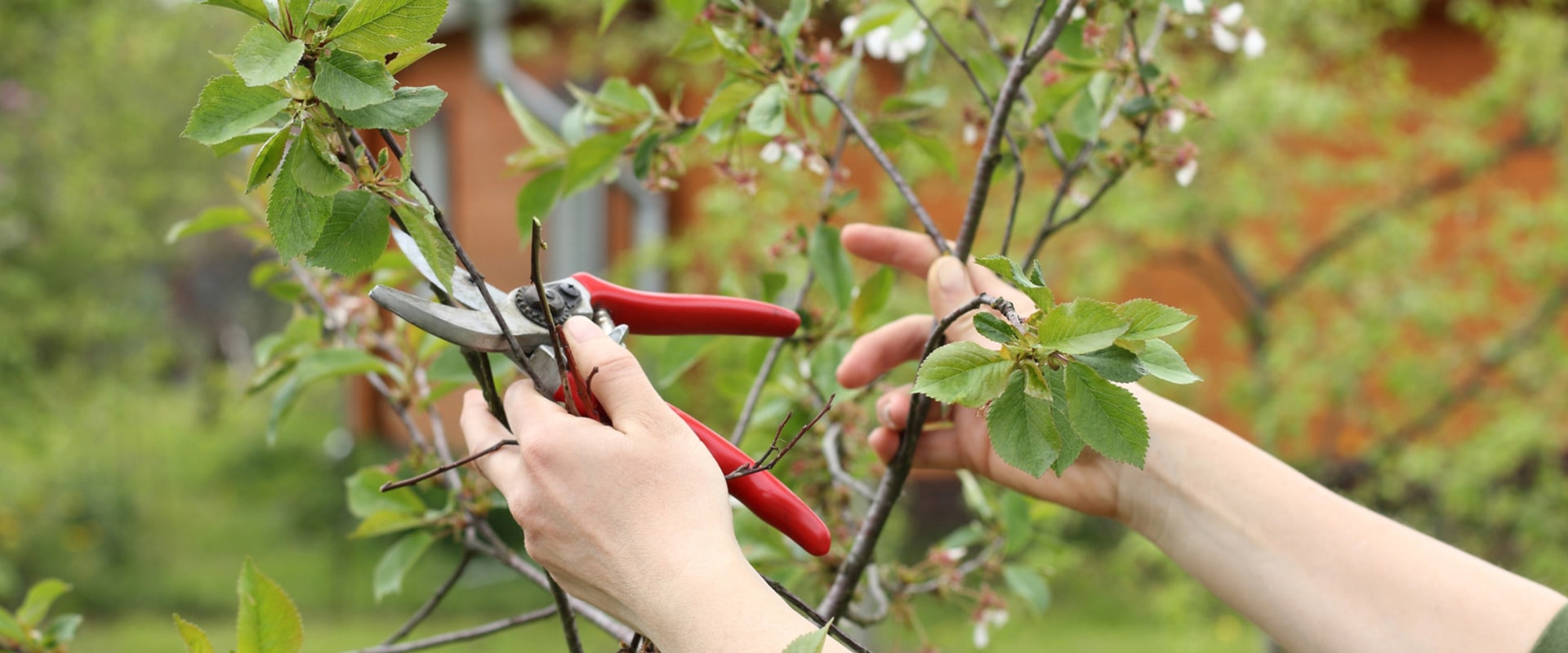 Landscaping Tree Pruning Strategies Made Easier with the Right Tools