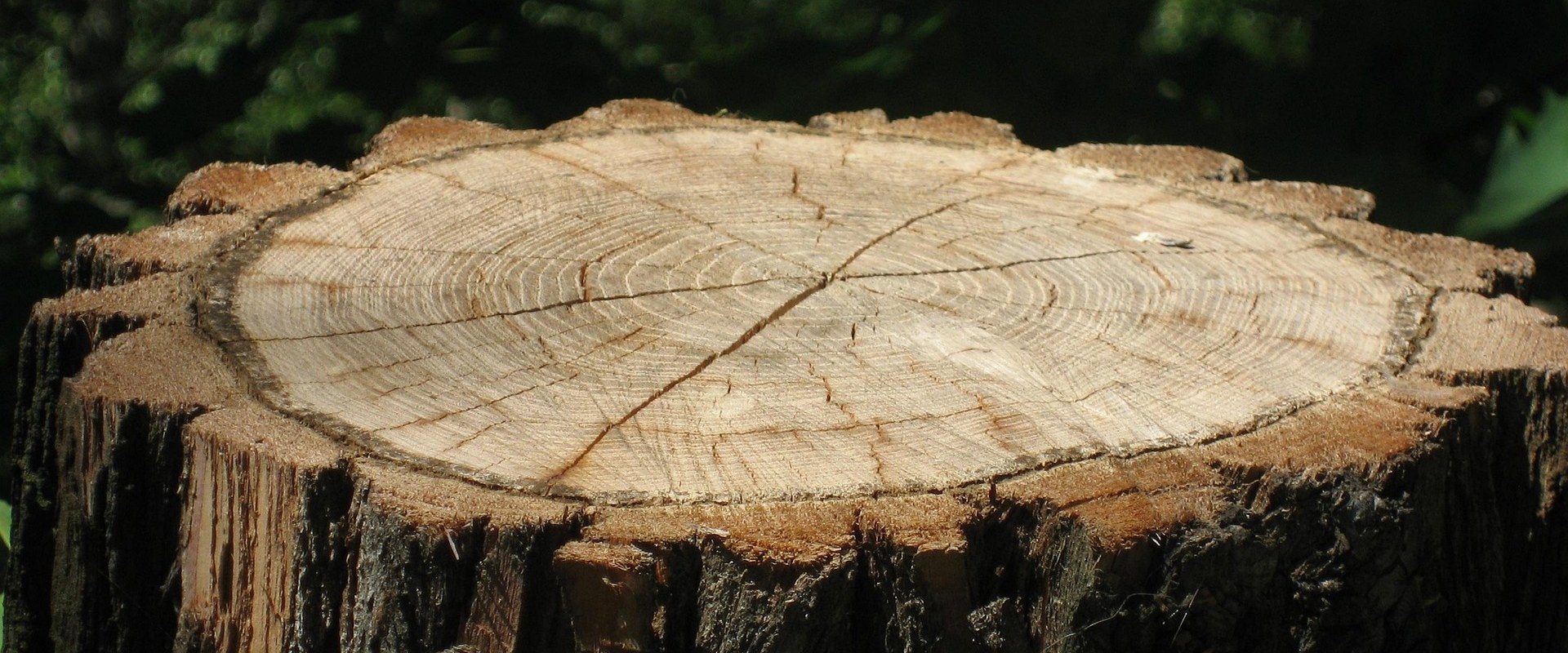 Stump Grinding in Norfolk: Improving Your Landscaping Tree Outdoor Space with Expert Care