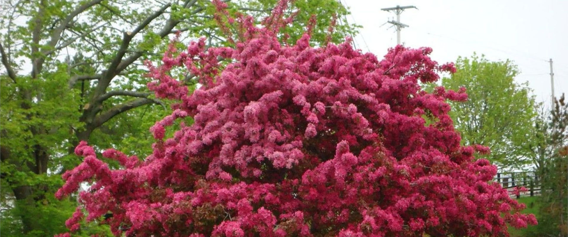All About Landscaping Tree In Fort Wayne, IN