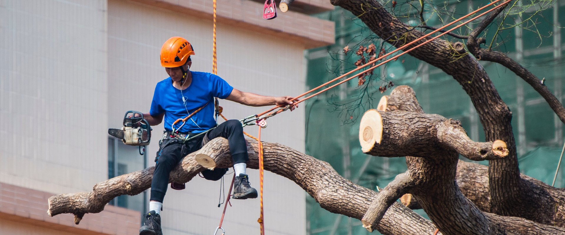 Unveiling The Green Canvas: The Importance Of Landscaping Trees In Bethany