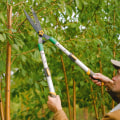 Professional Tree Services Vs. DIY: Ensuring Optimal Landscaping Tree Care In Cedar Park