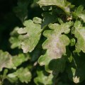 Protect Your Leander Oaks: Effective Oak Wilt Prevention & Treatment