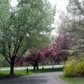 What is a good landscape tree?