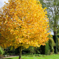 What is the fastest growing tree for a backyard?