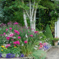What is the best tree to plant near a house?