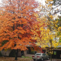 How do i choose which tree to plant?