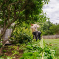 Why Hiring A Professional Lawn Care Service In Northern Virginia Is Essential For Maintaining Healthy Trees And Landscaping
