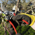 Achieving Landscaping Perfection: The Benefits Of Tree Trimming In Honolulu