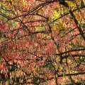 What trees are best for all year-round?
