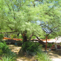 Creating Shade And Beauty: Landscaping Trees For Arizona Homes