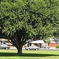 What is the fastest growing tree for privacy?