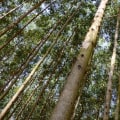 What tree has the fastest growth rate?