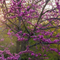 What is the best tree for front yard?
