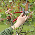 Landscaping Tree Pruning Strategies Made Easier with the Right Tools
