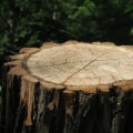 Stump Grinding in Norfolk: Improving Your Landscaping Tree Outdoor Space with Expert Care