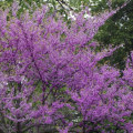 What is the most beautiful tree to plant?