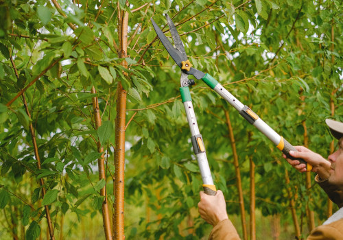 Professional Tree Services Vs. DIY: Ensuring Optimal Landscaping Tree Care In Cedar Park