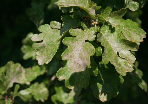 Protect Your Leander Oaks: Effective Oak Wilt Prevention & Treatment