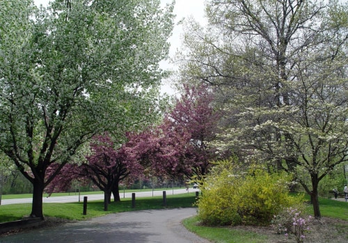 What is a good landscape tree?