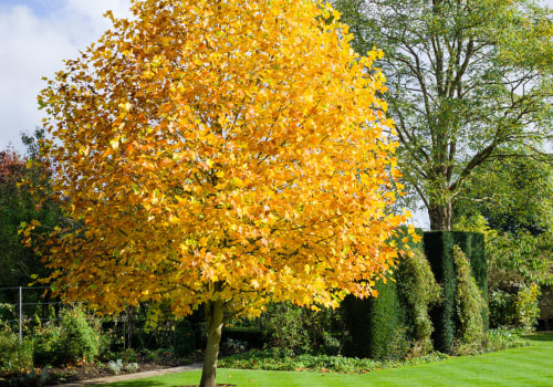 What is the fastest growing tree for a backyard?