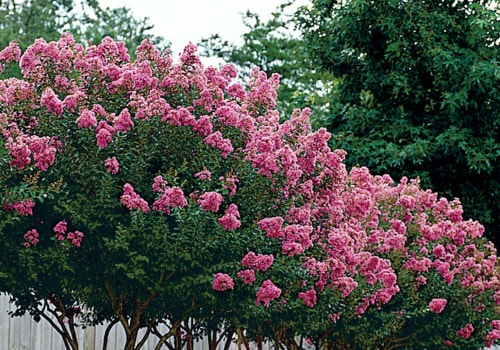 What is the best tree to plant in the backyard?