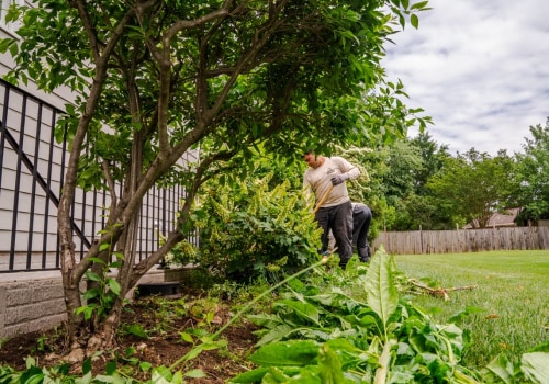 Why Hiring A Professional Lawn Care Service In Northern Virginia Is Essential For Maintaining Healthy Trees And Landscaping