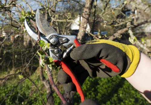 Achieving Landscaping Perfection: The Benefits Of Tree Trimming In Honolulu