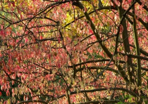 What trees are best for all year-round?