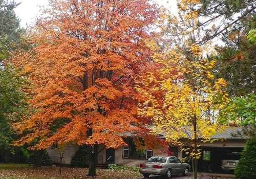 How do i choose a landscaping tree?