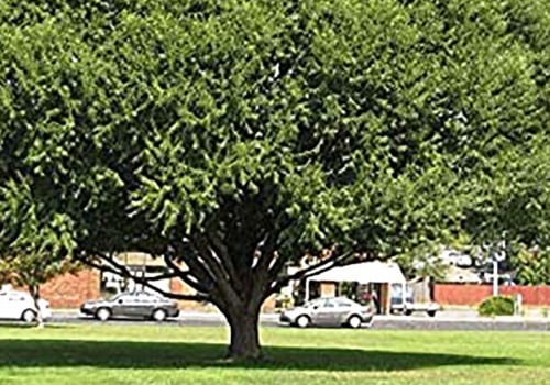 What is the fastest growing tree for privacy?