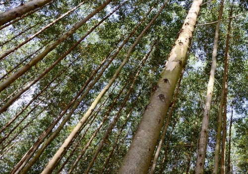 What tree has the fastest growth rate?