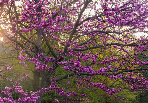 What is the best tree for front yard?