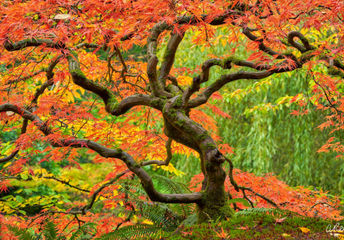 The Art Of Tree Placement: Elevating Your Portland Landscape Design
