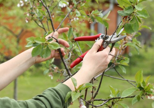 Landscaping Tree Pruning Strategies Made Easier with the Right Tools