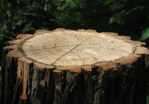 Stump Grinding in Norfolk: Improving Your Landscaping Tree Outdoor Space with Expert Care