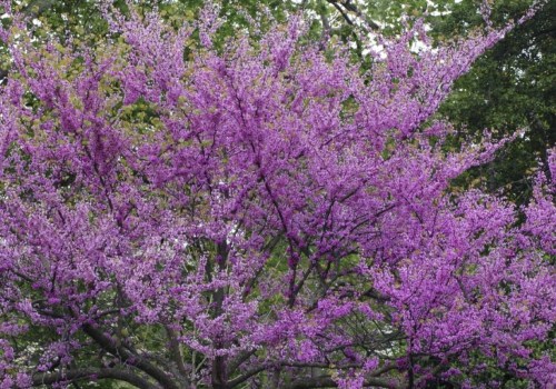 What is the most beautiful tree to plant?