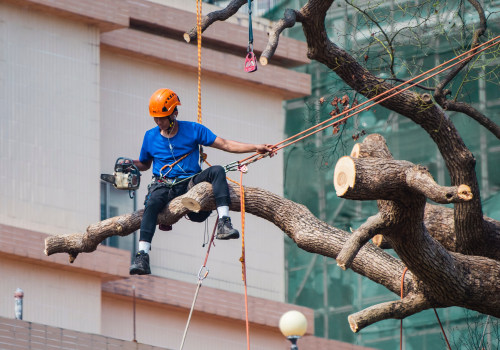 Unveiling The Green Canvas: The Importance Of Landscaping Trees In Bethany